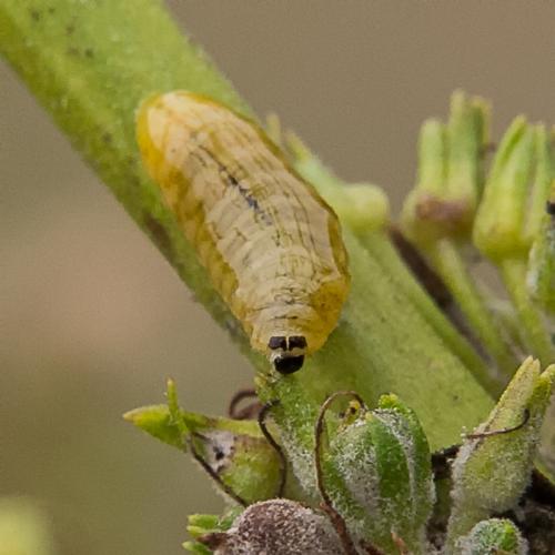 Réf. 238 565 : Cionus sp.
